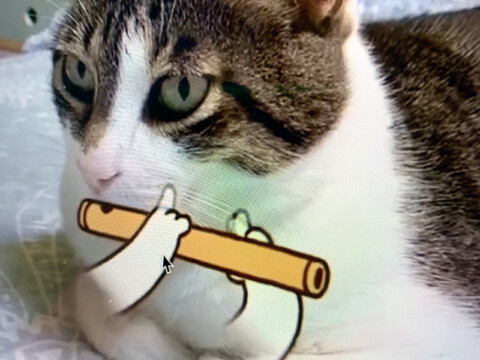 Snow, una App que pondrá a tu gatito a tocar flauta