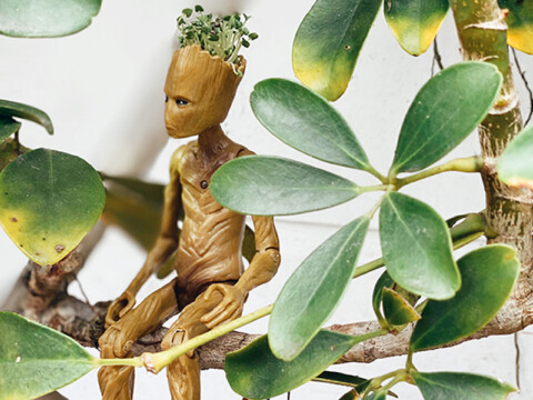 «I am Groot»