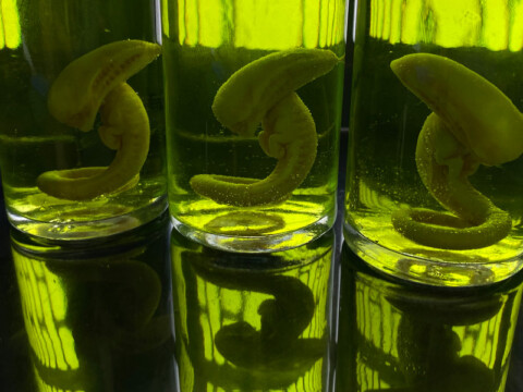 Feticos de Xenomorfo